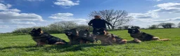 German Shepherd dogs for sale: Big,beautiful,wolf eyes puppies  - Advert 15