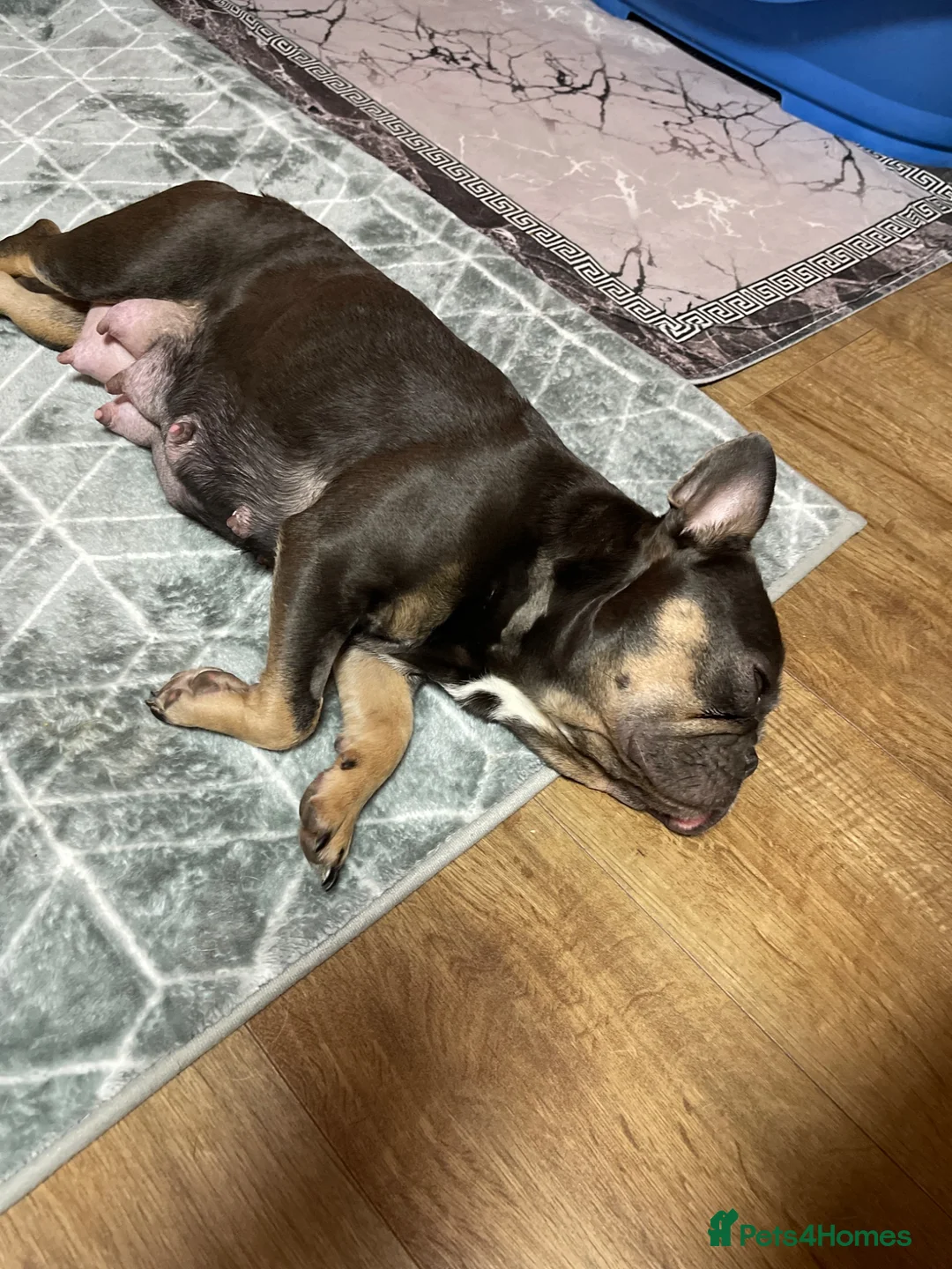 French Bulldog dogs for sale: French bulldog  in Peterborough - Advert 2