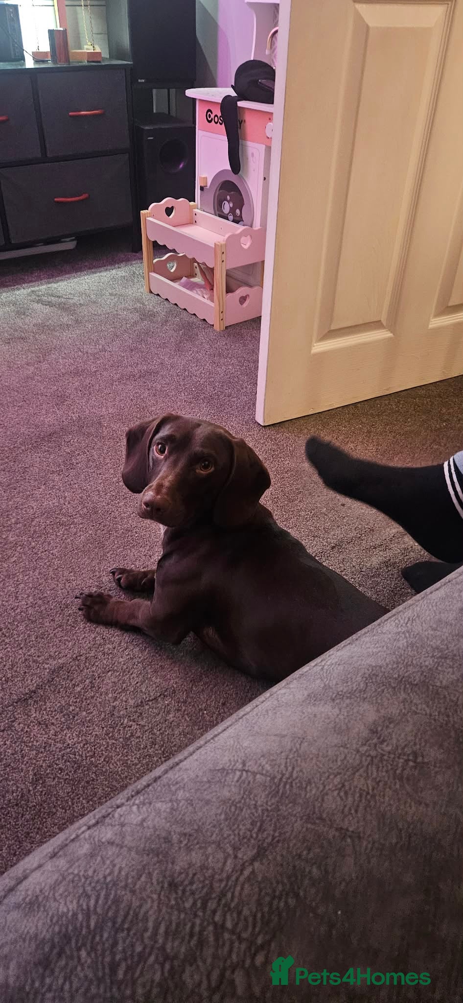 Mixed Breed dogs Dachshund cross springer 1 year old!  - Advert 1