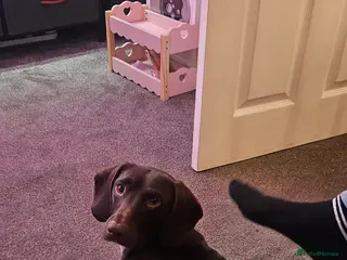 Mixed Breed dogs Dachshund cross springer 1 year old! - Advert 1