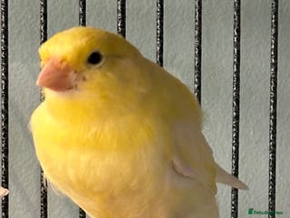 Canaries birds Baby canary for sale - Advert 4
