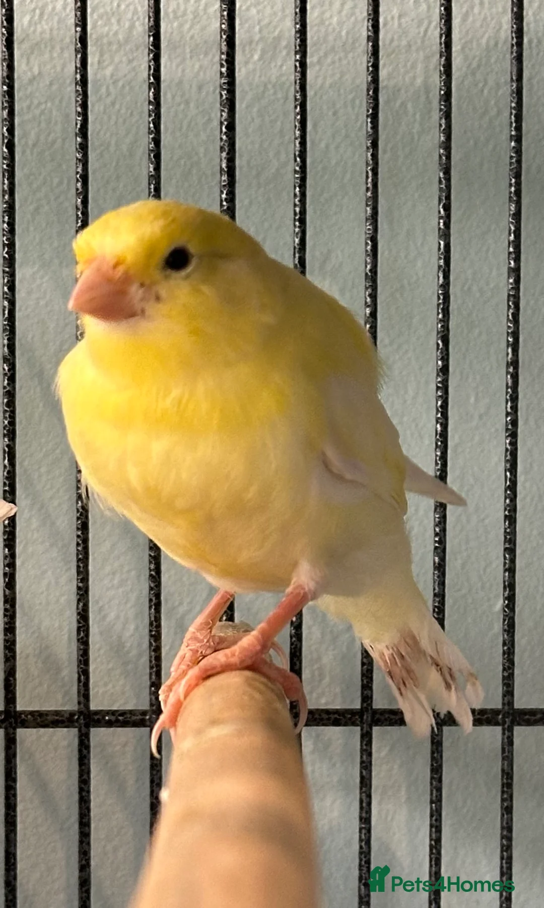 Canaries birds for sale: Baby canary for sale - Advert 1