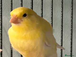 Canaries birds Baby canary for sale - Advert 9