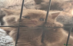 British Shorthair cats for sale: British shorthair kittens  - Image 29