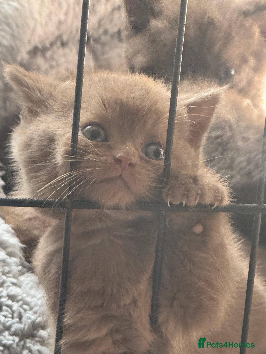 British Shorthair cats for sale: British shorthair kittens  - Image 29