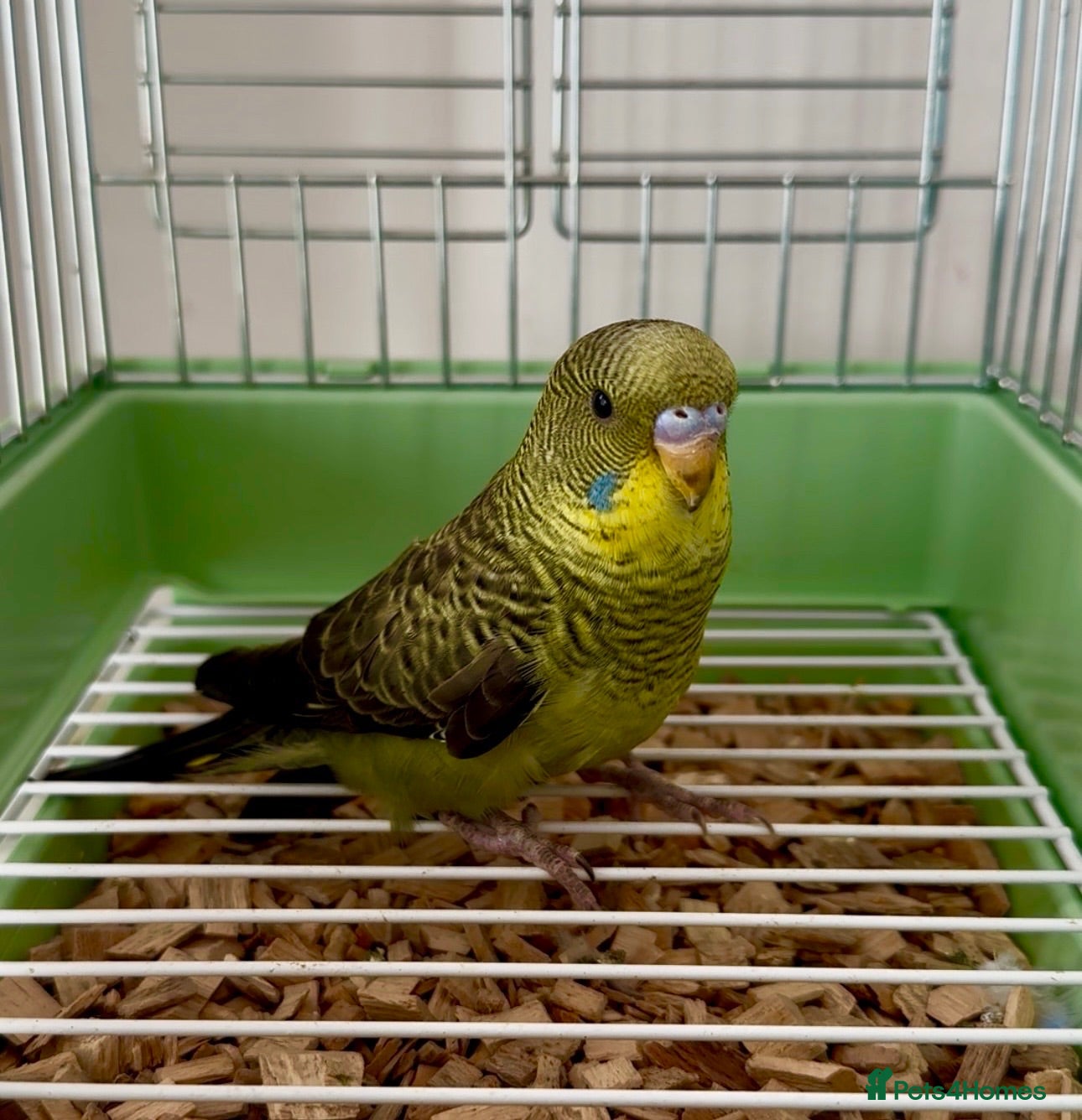 Budgerigars birds Beautiful Baby Budgies .& Cages Various. Mutations - Advert 2