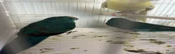 Mixed Breed birds for sale: Kakarikis  - Advert 8