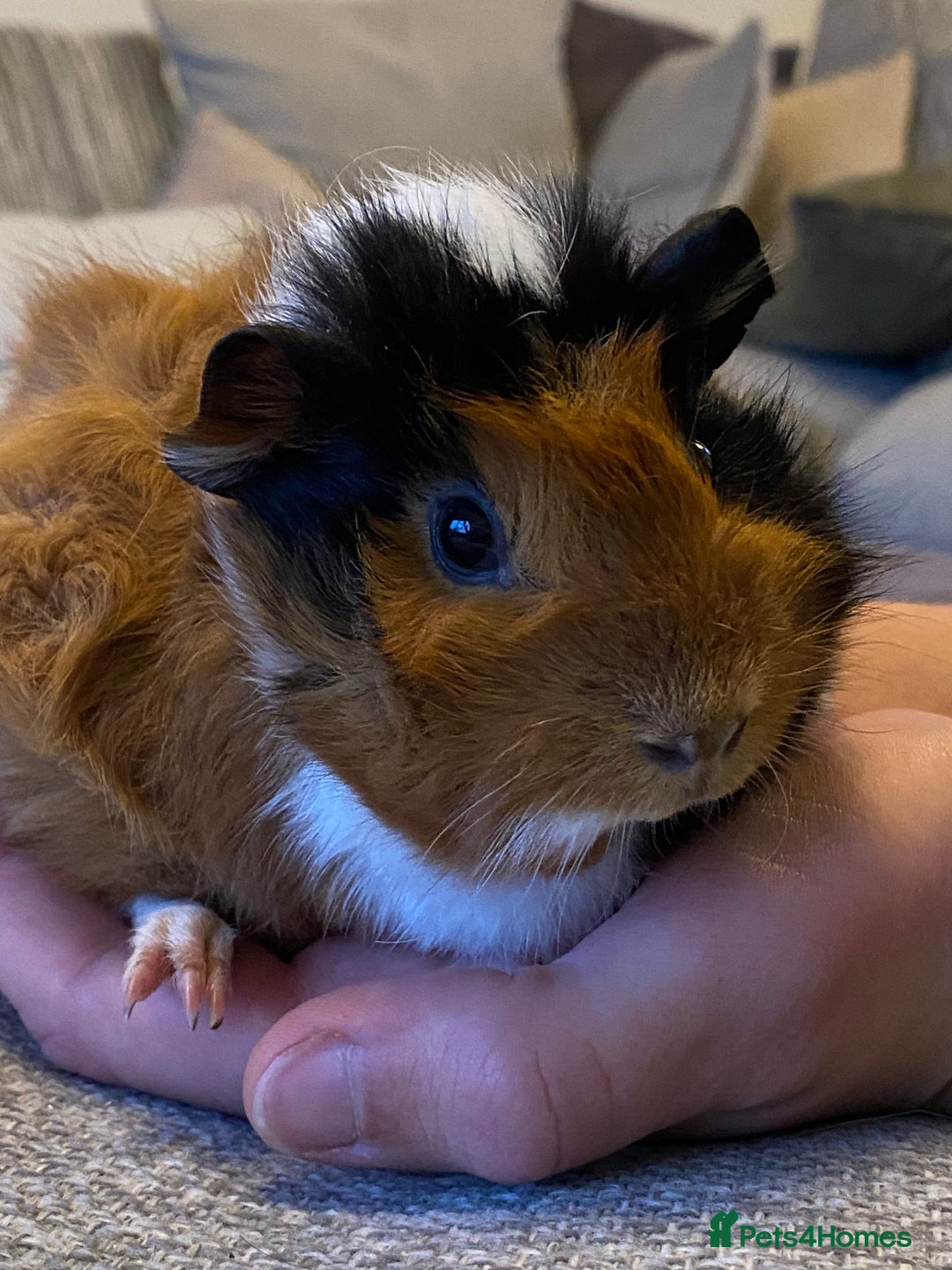 Guinea Pig rodents for sale: Female baby guinea pigs - Advert 7