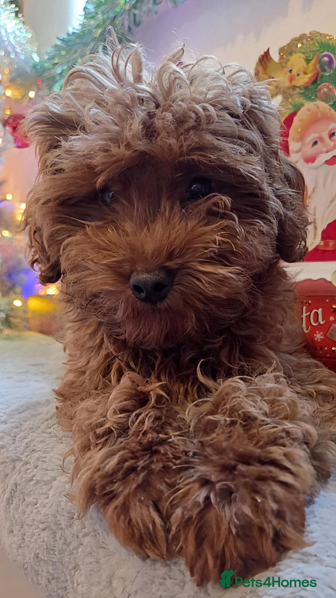 Maltipoo dogs for sale: red toy maltipoos, only 1 little boys left. - Advert 6