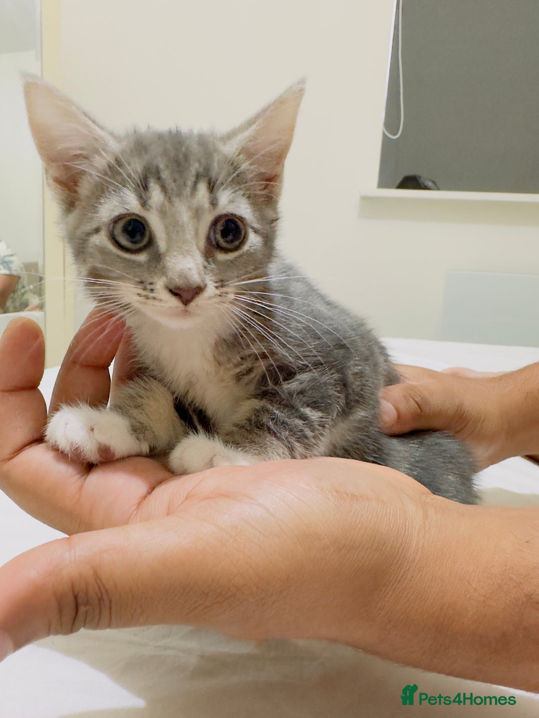 Mixed Breed cats for sale: Kittens ready to go - Image 11
