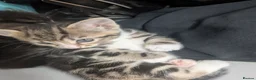 Mixed Breed cats for sale: 4 adorable kittens looking for a future home - Advert 10