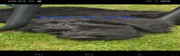 Labradoodle dogs for sale: F1B Labradoodle  - Advert 31