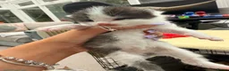 Mixed Breed cats for sale: Maine coon cross kittens  - Advert 19