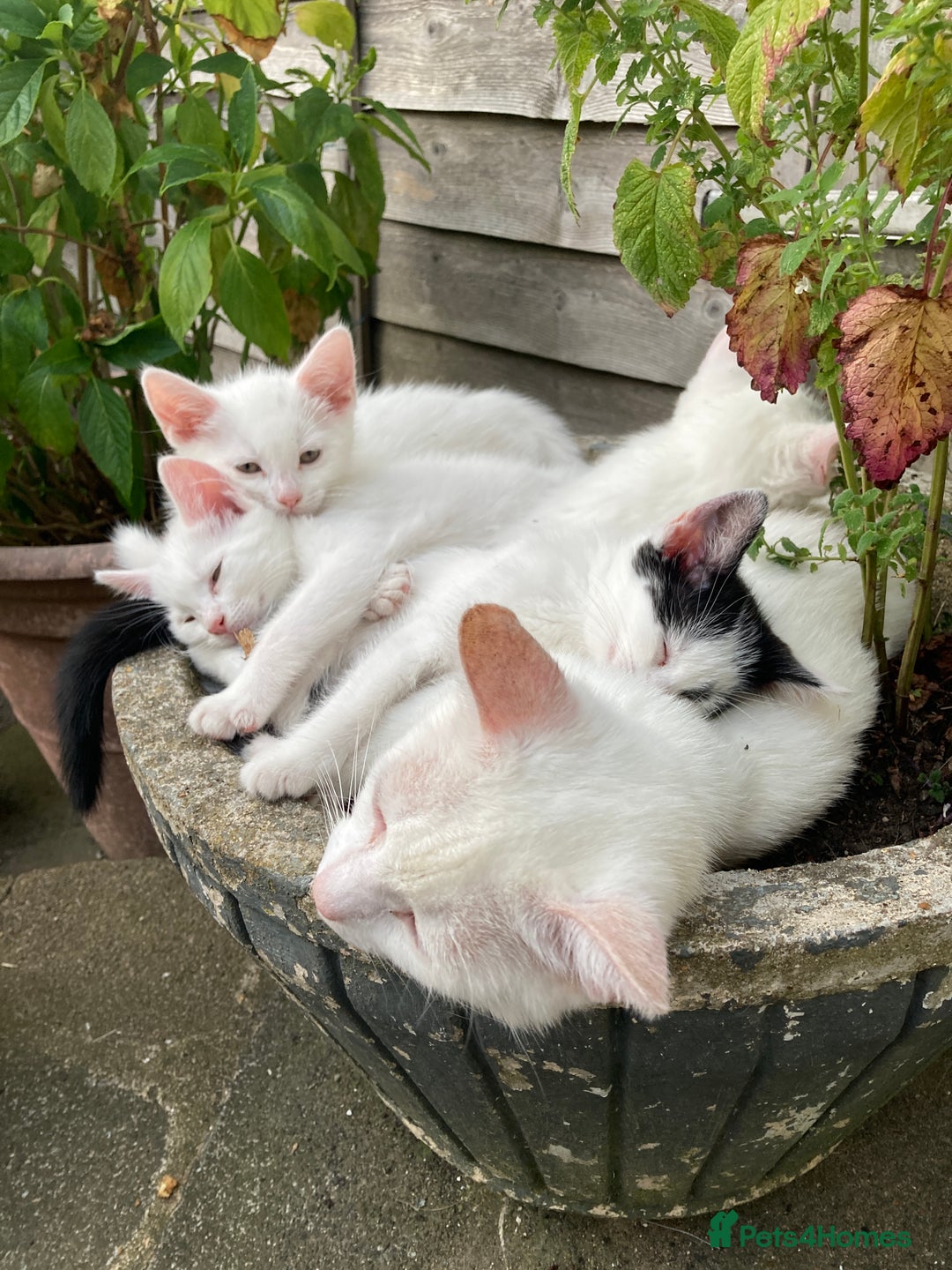 Turkish Van cats for sale: Gorgeous & Loving Turkish Van Kittens - Image 12