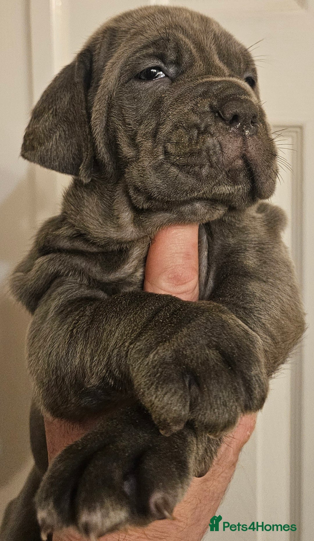 Neapolitan Mastiff dogs for sale: Makaevo Puppies - Advert 17