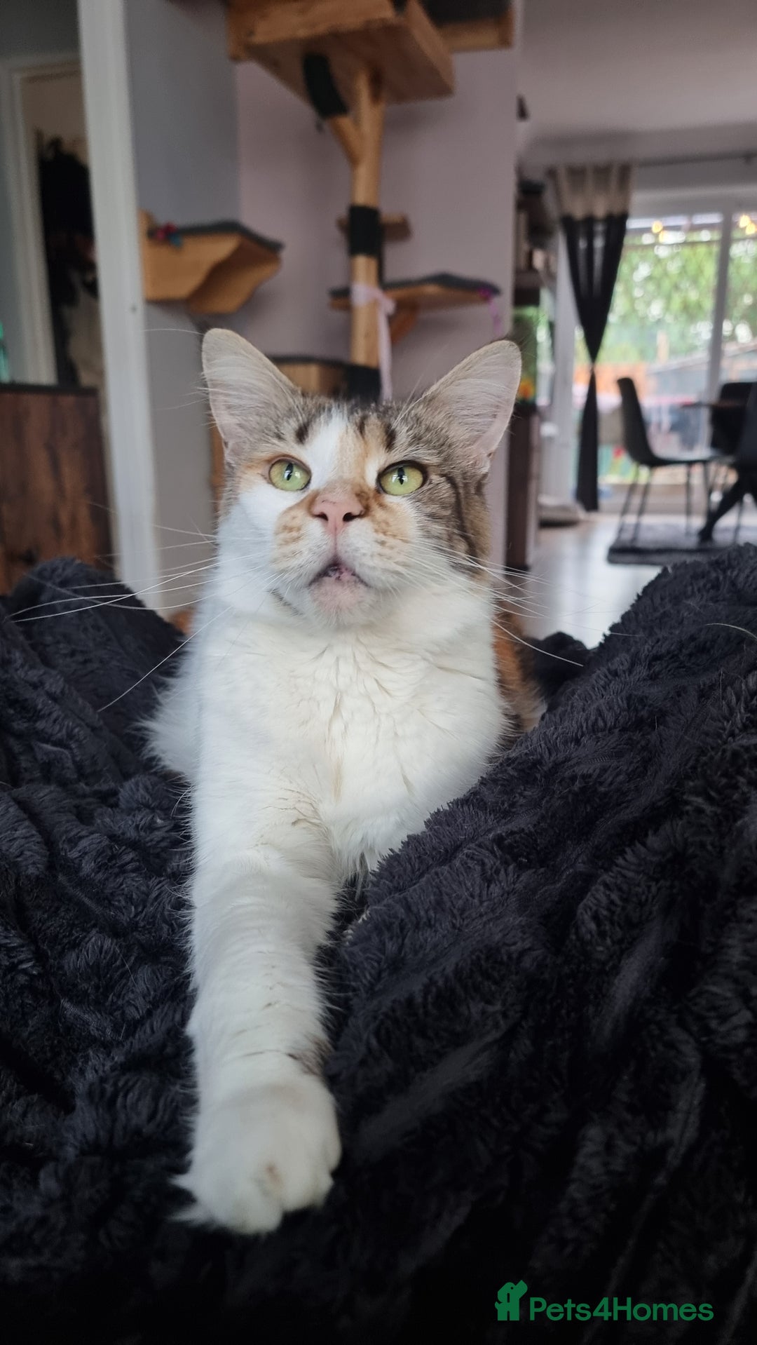 Maine Coon cats for sale: Last two kittens  in Spalding - Image 6
