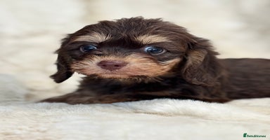 Mixed Breed dogs Gorgeous Daxi cross puppies  - Advert 10