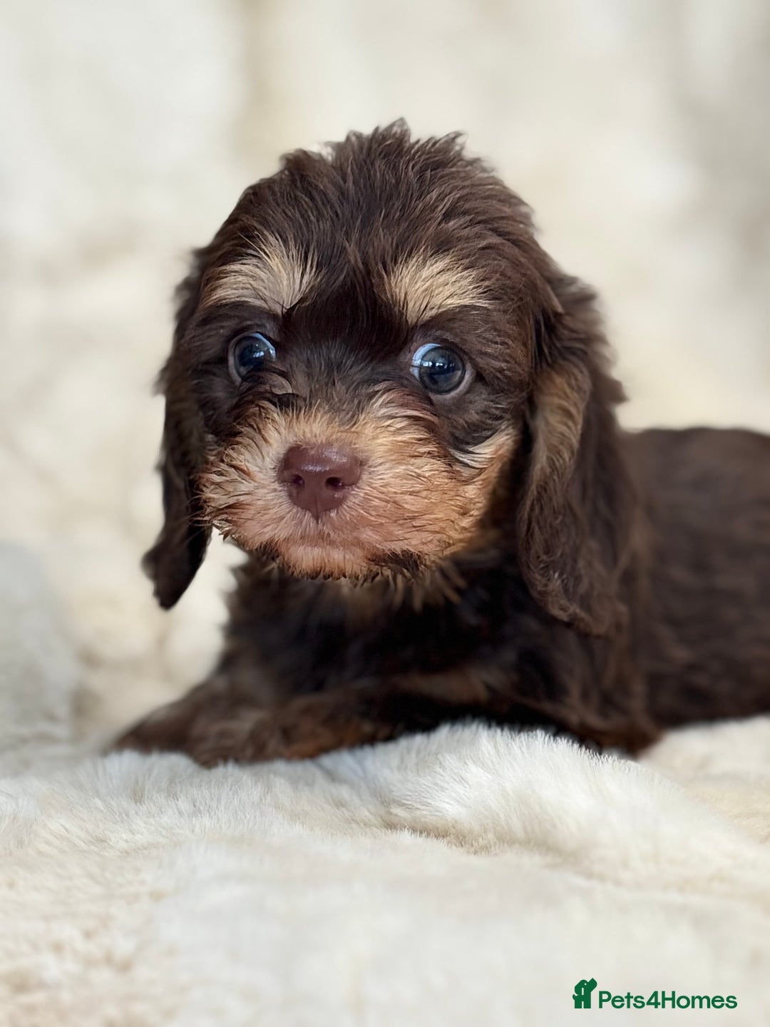 Mixed Breed dogs for sale: Gorgeous Daxi cross puppies  - Advert 2