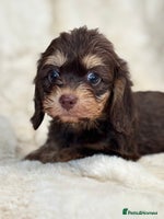 Mixed Breed dogs Gorgeous Daxi cross puppies - Advert 2