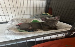French Bulldog dogs for sale: French Bulldog puppy - Image 2