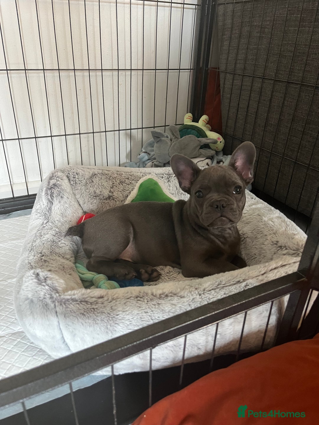 French Bulldog dogs for sale: French Bulldog puppy - Image 2