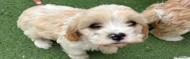 Cavapoo 5