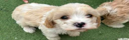 Cavapoo dogs for sale: Beautiful Cavapoo Puppies  - Advert 14