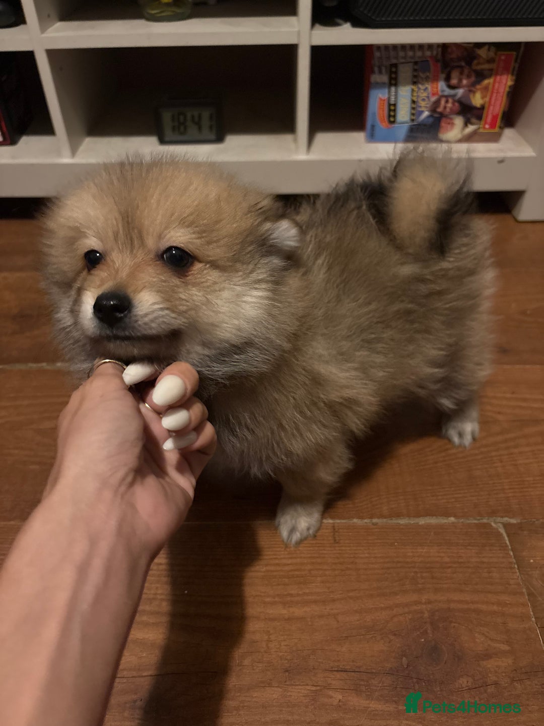 Pomeranian dogs for sale: Adorable Pomeranians - Advert 2