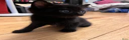 Mixed Breed cats for sale: 4 lovely kittens  - Advert 4