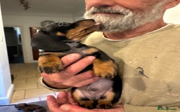 Miniature Dachshund dogs for sale: Miniature Dachshund Puppies  - Image 13