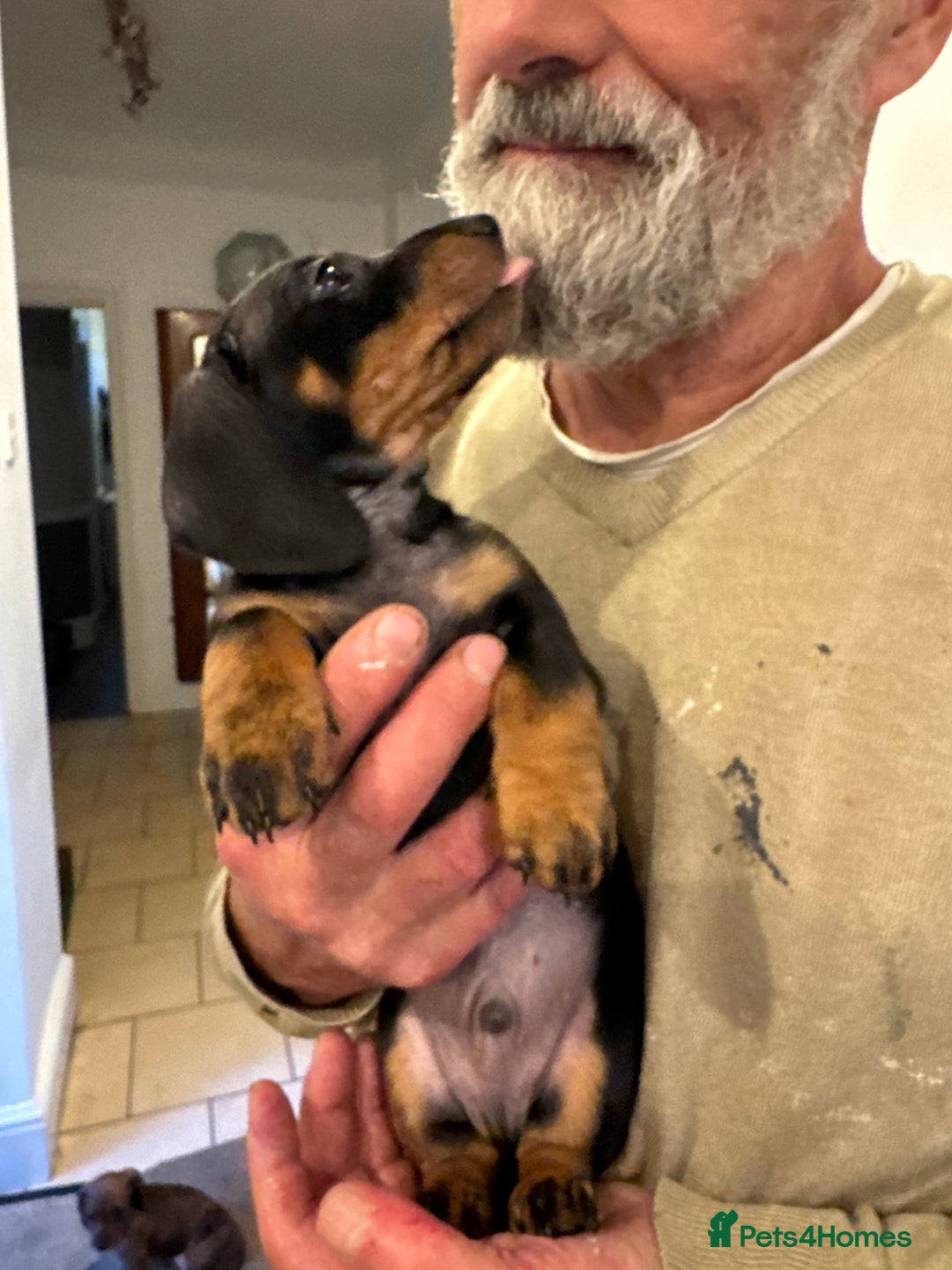 Miniature Dachshund dogs for sale: Miniature Dachshund Puppies  - Image 13