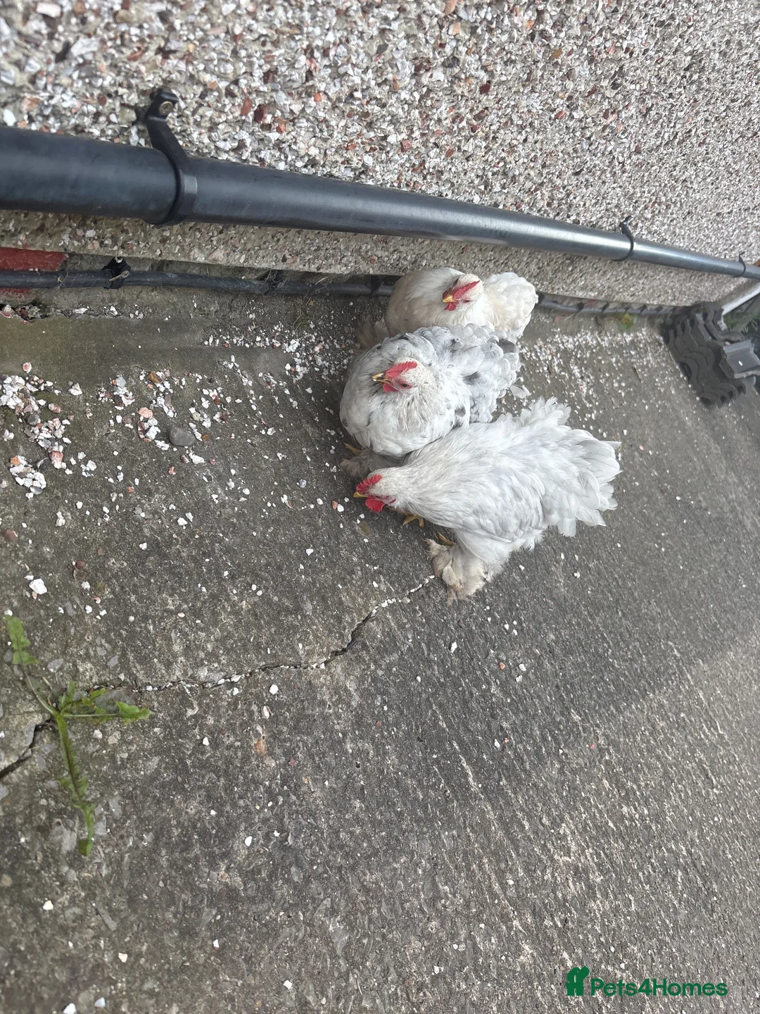 Chickens poultry for sale: 3 bantams  in Bradford - Advert 1