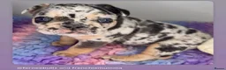 French Bulldog dogs for stud: Romeo - Choc&Tan Tweed Merle carrying testable 💖 - Advert 9