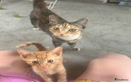 Mixed Breed cats for sale: Free only to good home  - Image 7