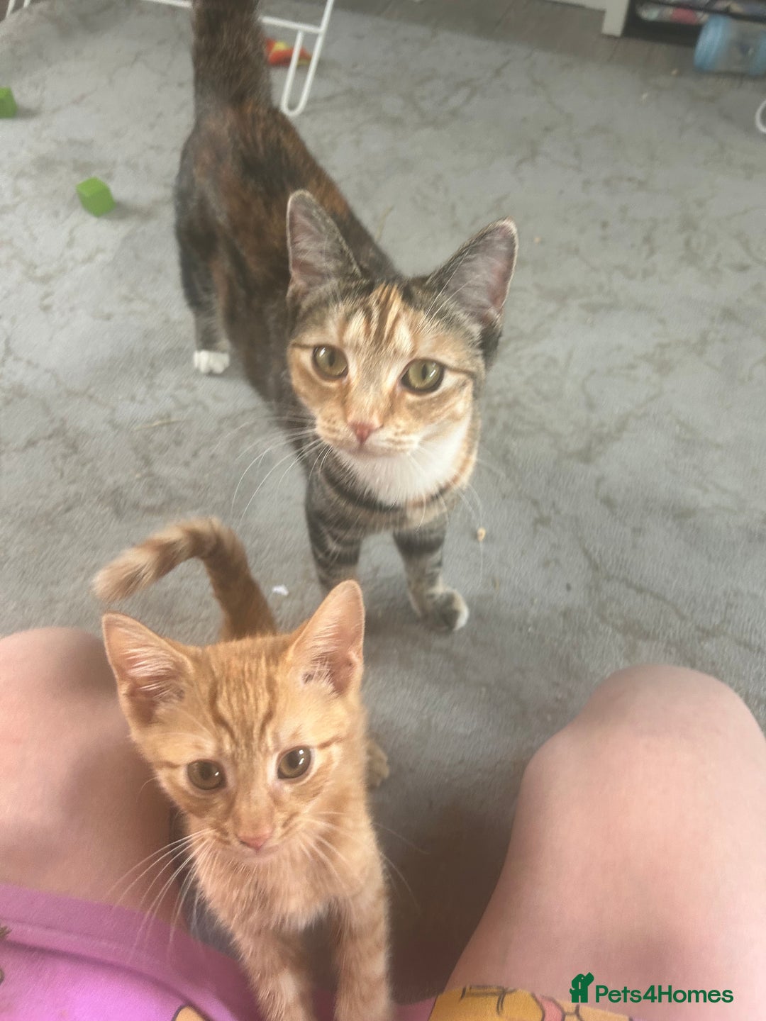 Mixed Breed cats for sale: Free only to good home  - Image 7