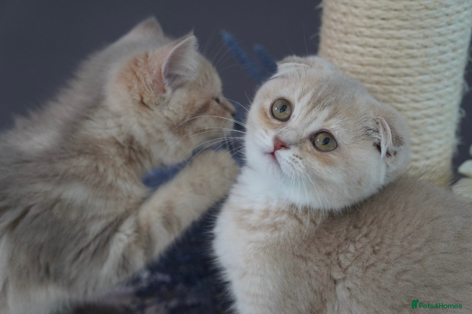Munchkin cats ⚜️Rare munchkins⚜️ - Advert 1