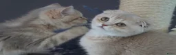 Munchkin cats for sale: ⚜️Rare munchkins⚜️ - Advert 1