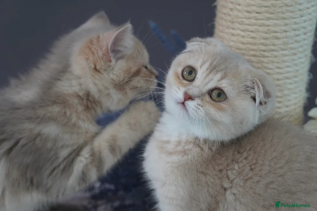 Munchkin cats for sale: ⚜️Rare munchkins⚜️ - Advert 1