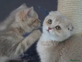 Munchkin cats ⚜️Rare munchkins⚜️ - Advert 1