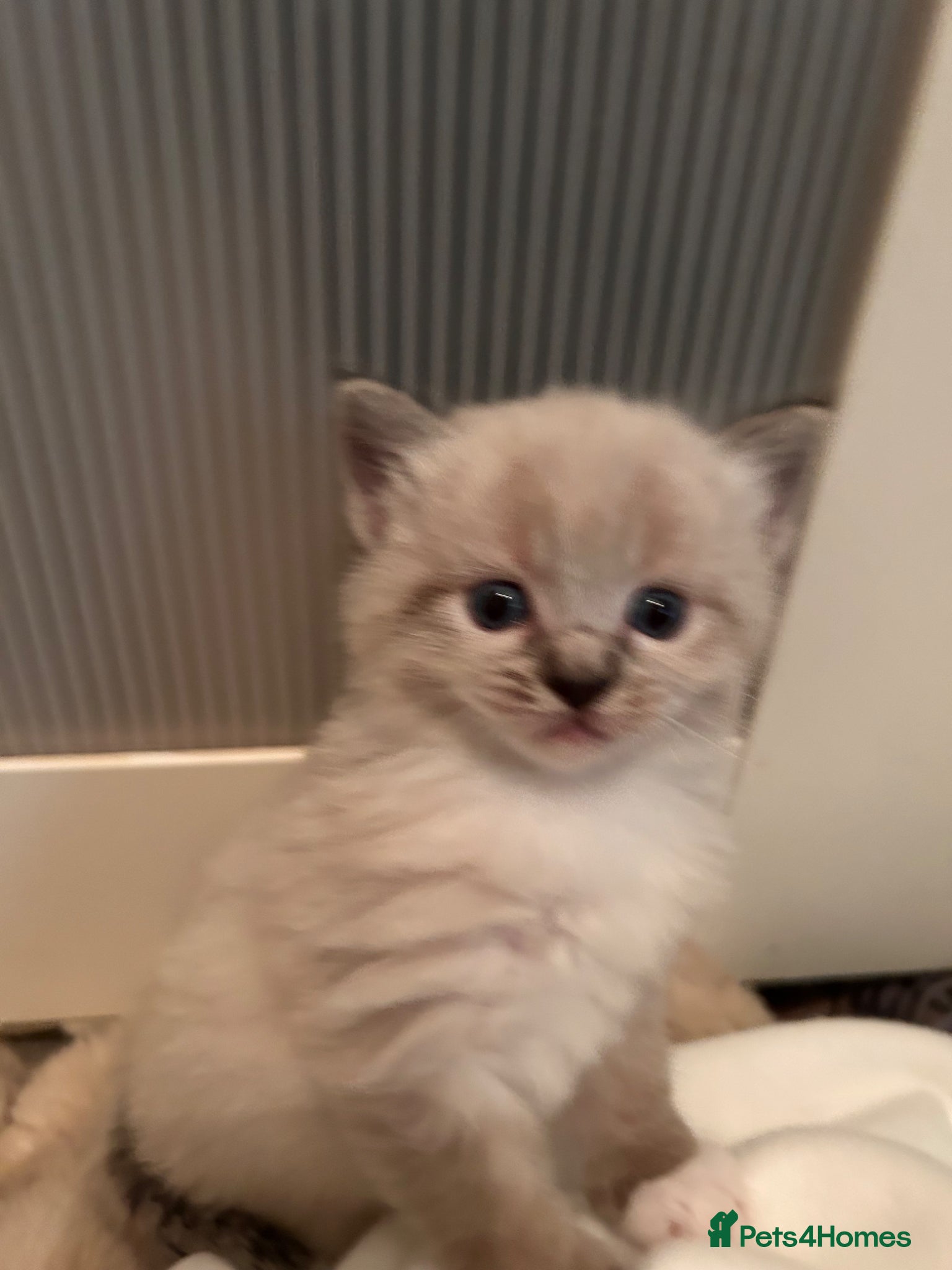 Mixed Breed cats Cross ragdoll kittens - Advert 14