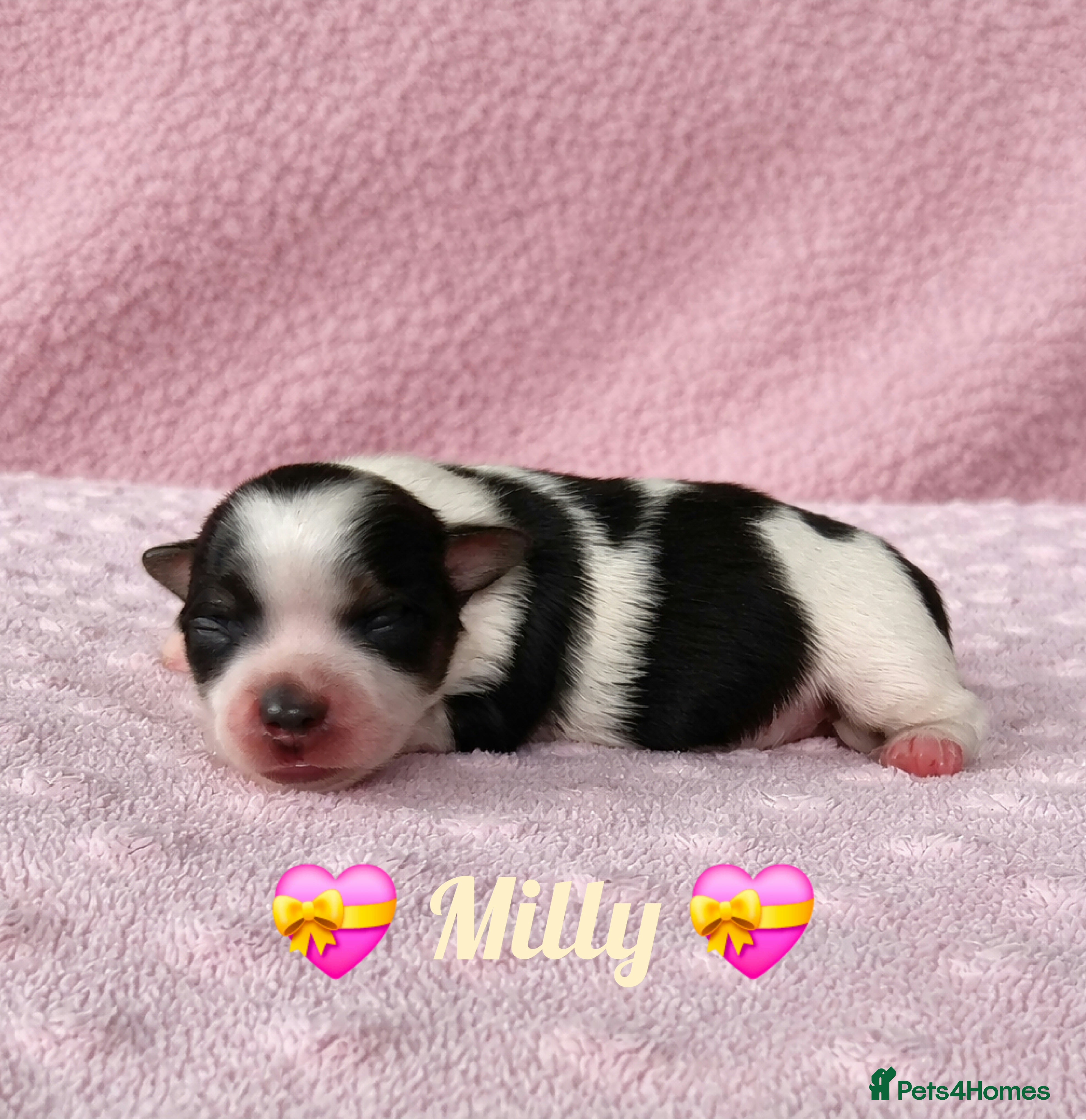 Yorkshire Terrier dogs Beautiful Biewer Terrier 🥰 - Advert 10