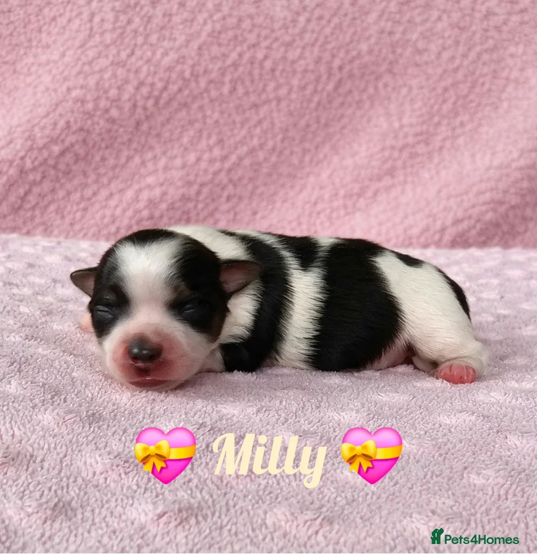 Yorkshire Terrier dogs for sale: Beautiful Biewer Terrier 🥰 in Redruth - Advert 3