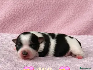 Yorkshire Terrier dogs Beautiful Biewer Terrier 🥰 - Advert 10