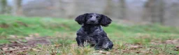 Cocker Spaniel dogs for stud: Blue Roan working cocker  - Advert 4