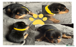 Jack Russell dogs for sale: Stunning Short-legged Jack Russell pups  - Image 1