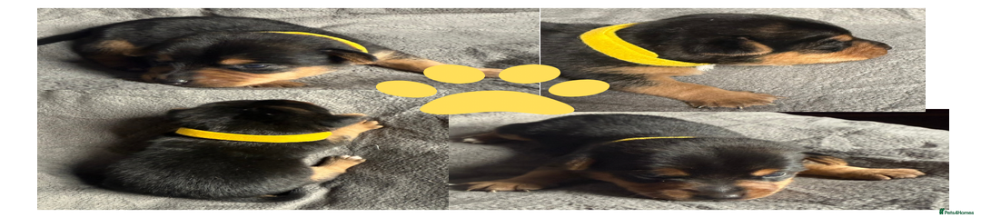 Yellow Collar Boy - Black and Tan 
