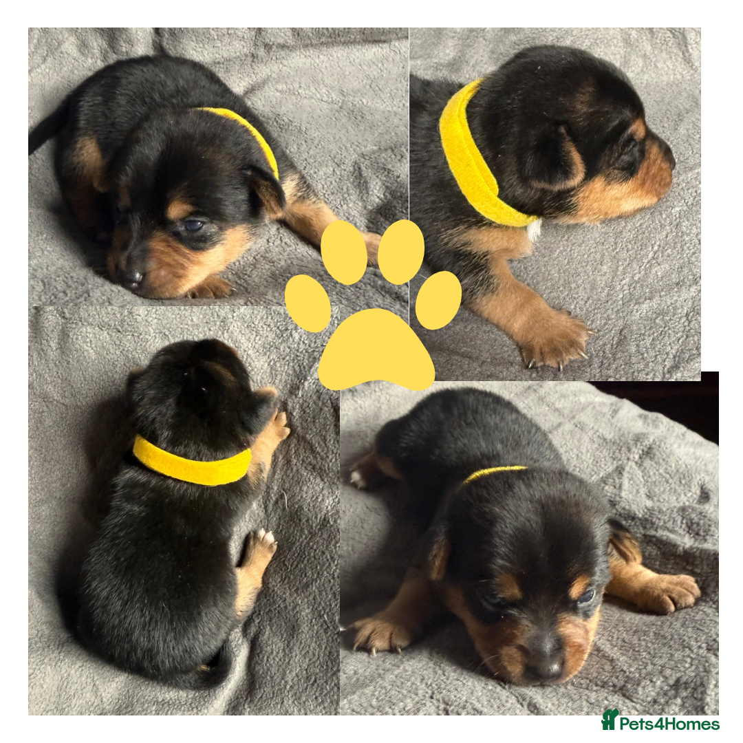 Jack Russell dogs for sale: Stunning Short-legged Jack Russell pups  - Image 1