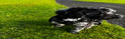 Cockapoo dogs for sale: Lovely Cockapoo boy 16 months old  in Perth - Advert 5
