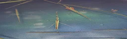 Stick Insects invertebrates for sale: Malaysian Jewell Stick Insect Necroscia Annulipes - Advert 2