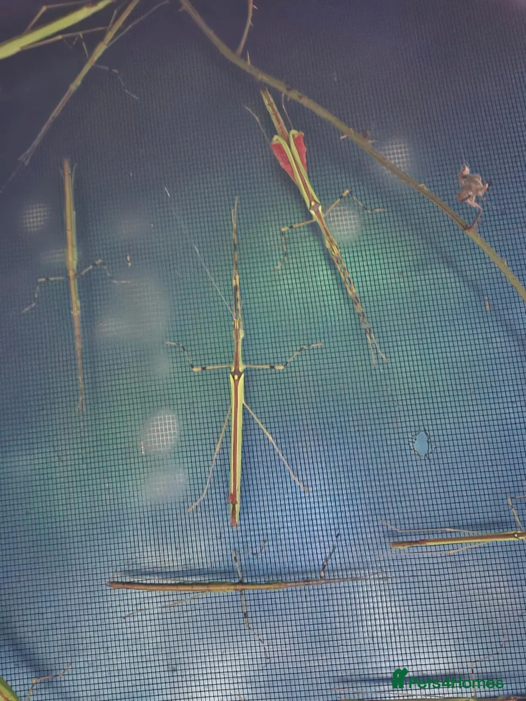Stick Insects invertebrates for sale: Malaysian Jewell Stick Insect Necroscia Annulipes - Advert 2